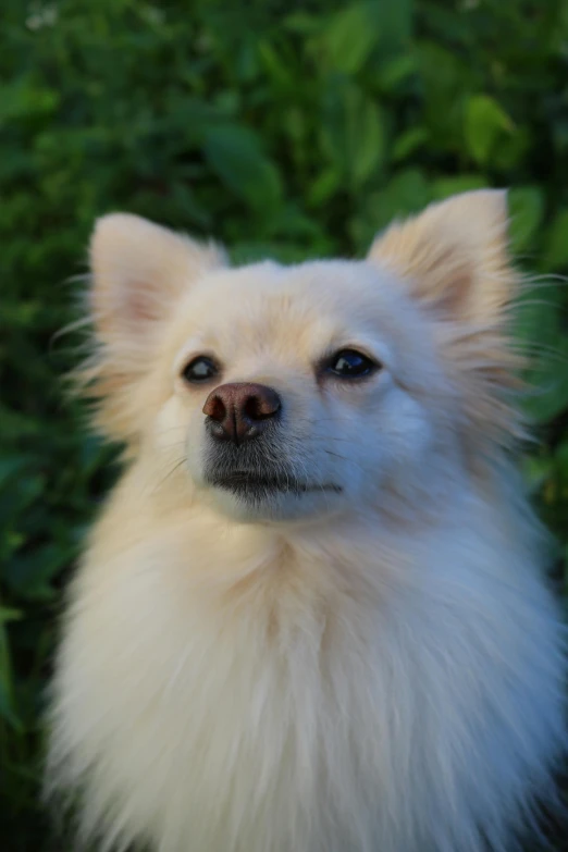 an adorable white dog with blue eyes looking at the camera