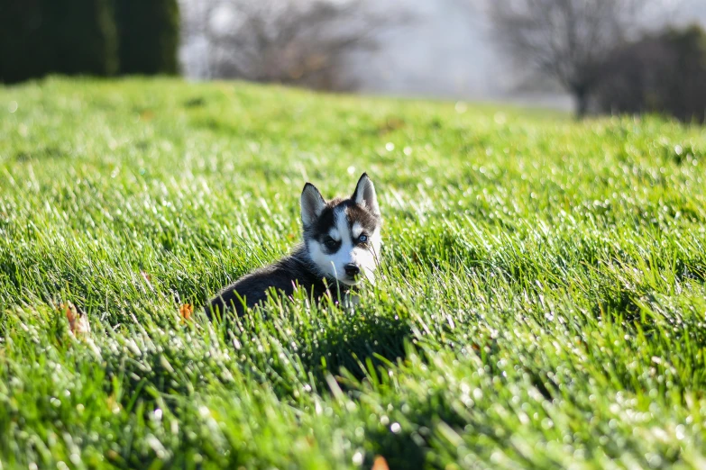 an adorable dog lies on the lush green field