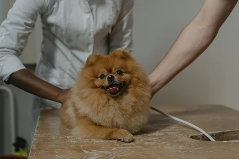 a woman and a dog sitting at a table