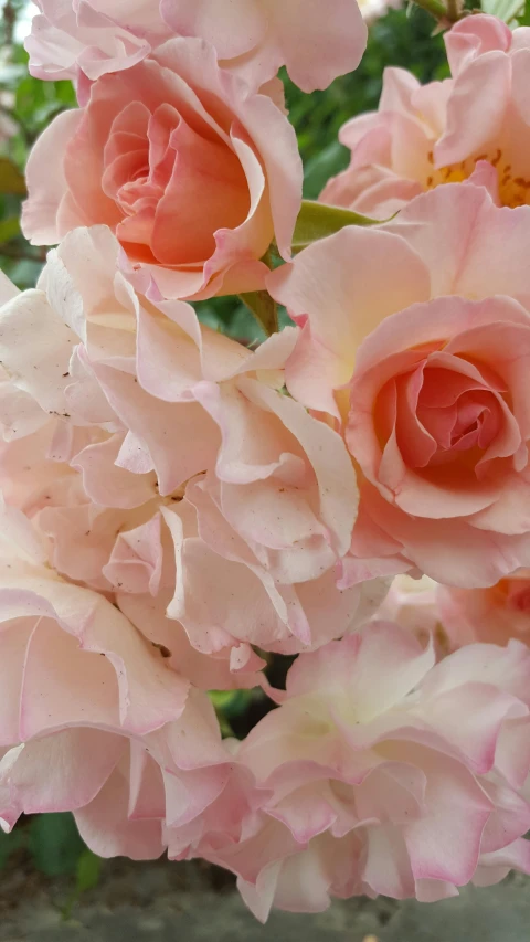 very pretty pink roses that are in the vase