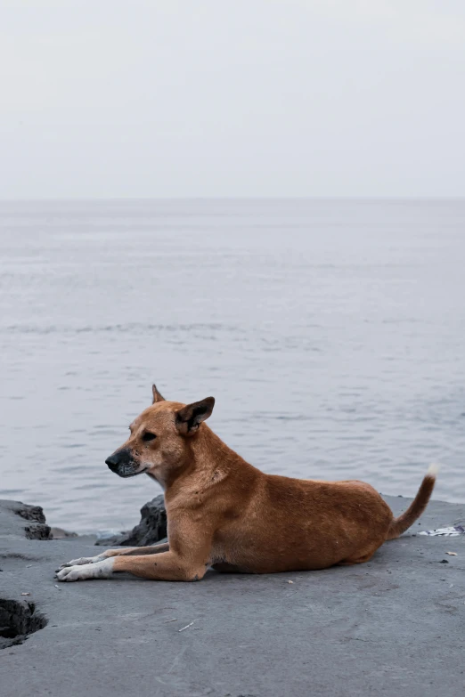 a dog with brown eyes sits on the beach