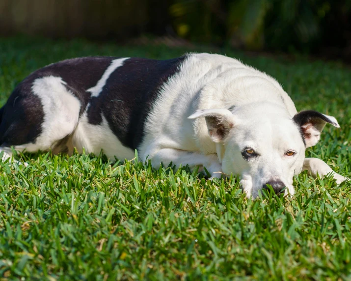 a dog laying on the ground in the grass