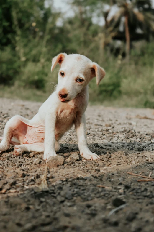 a puppy sits on the ground with a sad look