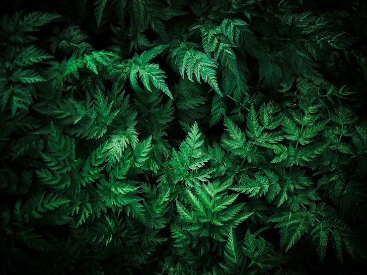 top down view of green leaves in a black forest