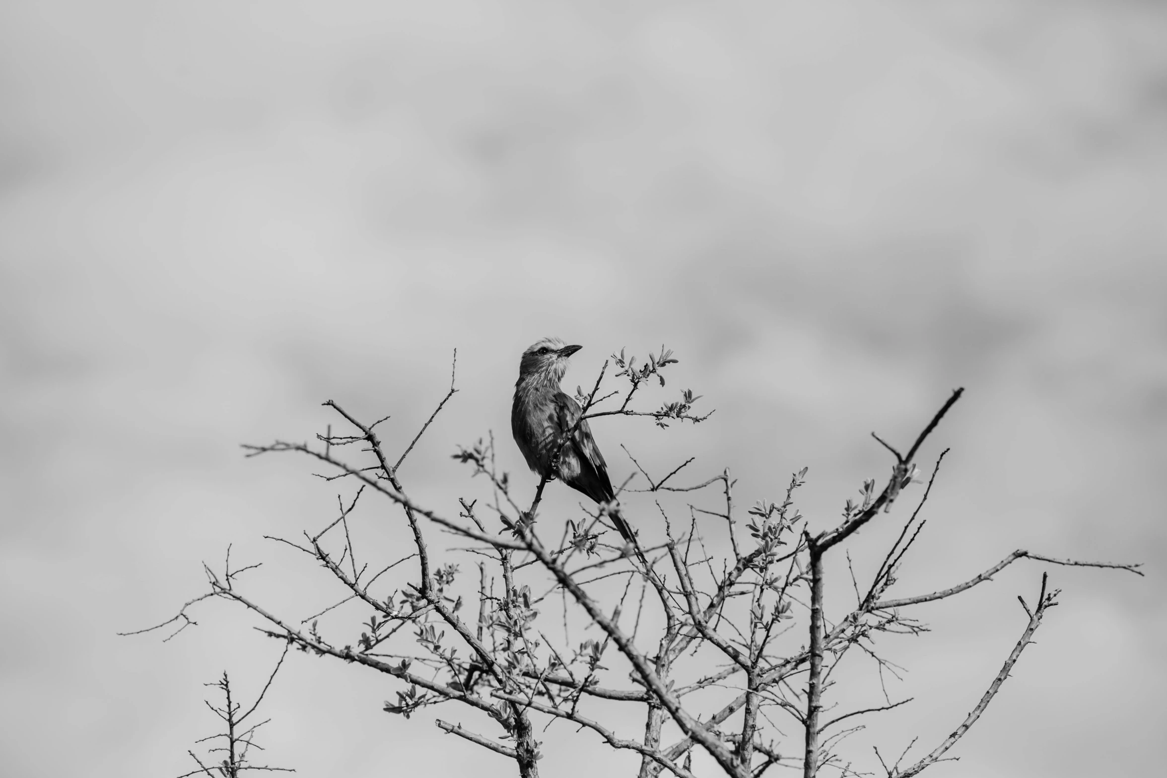 a bird sitting on top of a tree