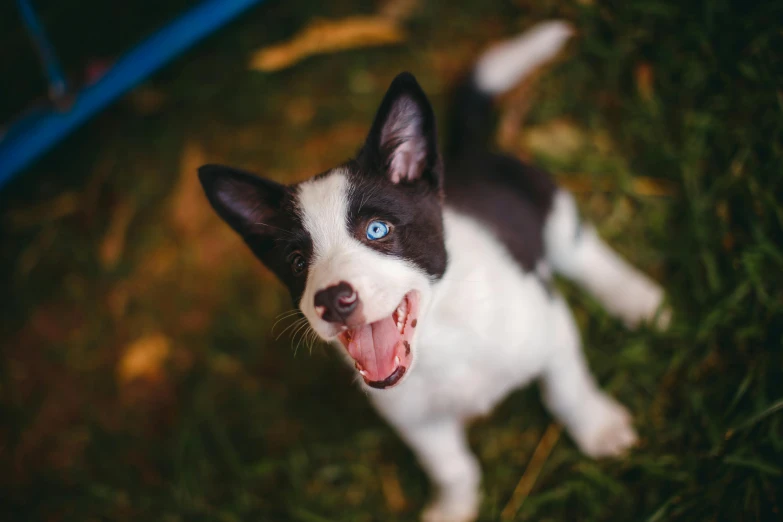 a dog yawns outside, with its mouth open