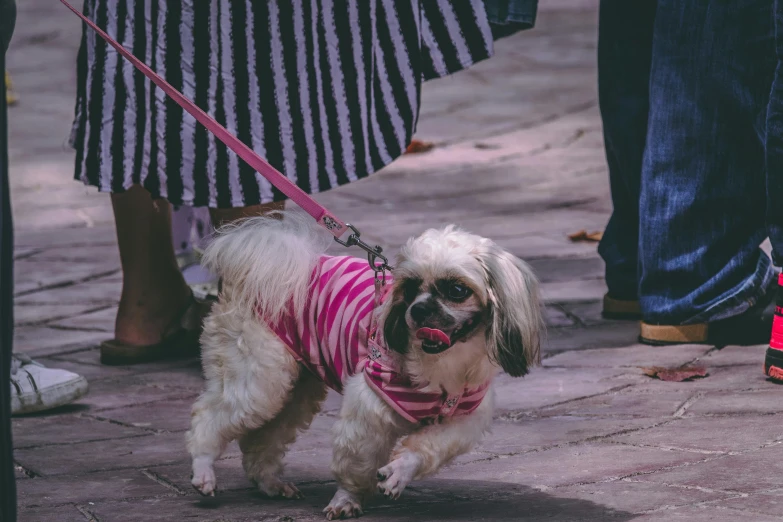 small dog wearing a pink striped shirt walking with people