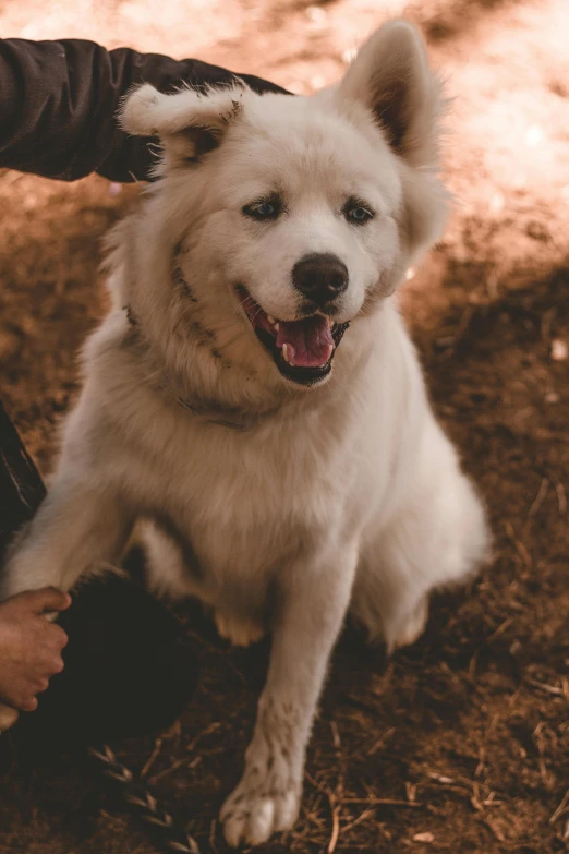 a close up of a person petting a dog