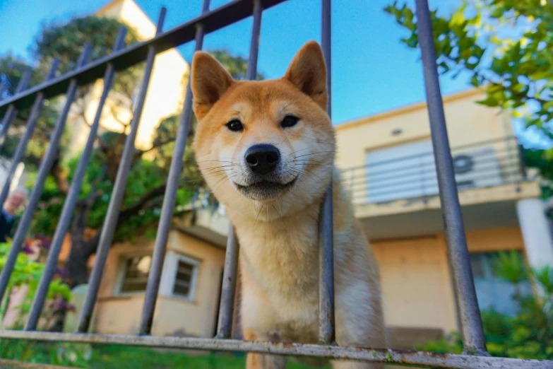a brown and white dog standing behind a fence