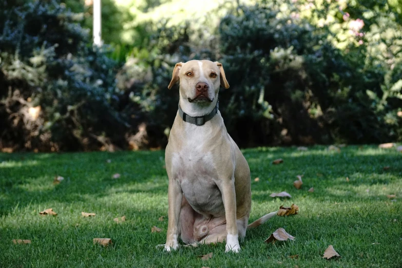 a dog sitting on the grass in a park