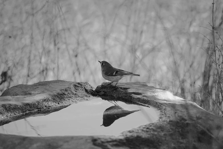 black and white pograph of a bird resting on a nch near water