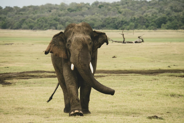 an elephant walking through a grass field in front of a forest