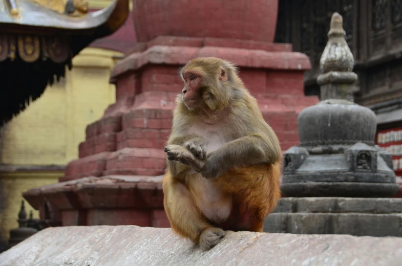 a brown monkey sitting on top of a wooden wall