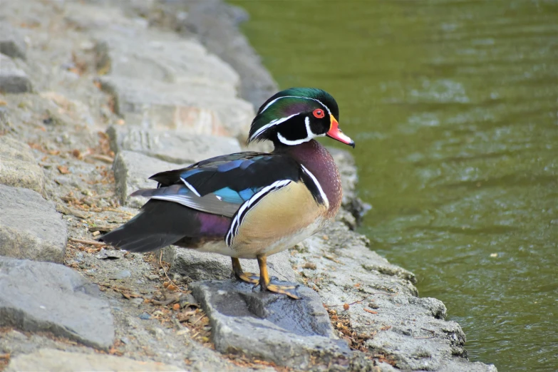 a colorful bird sitting on a rock in front of some water