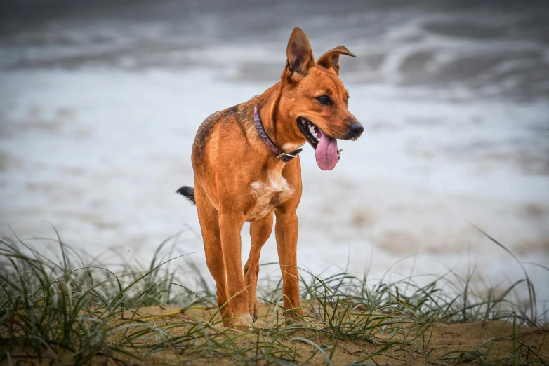 an alert dog on top of a sandy beach