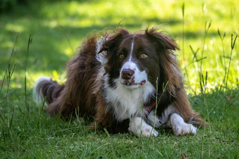 dog lying on grass with ear tufts wide open