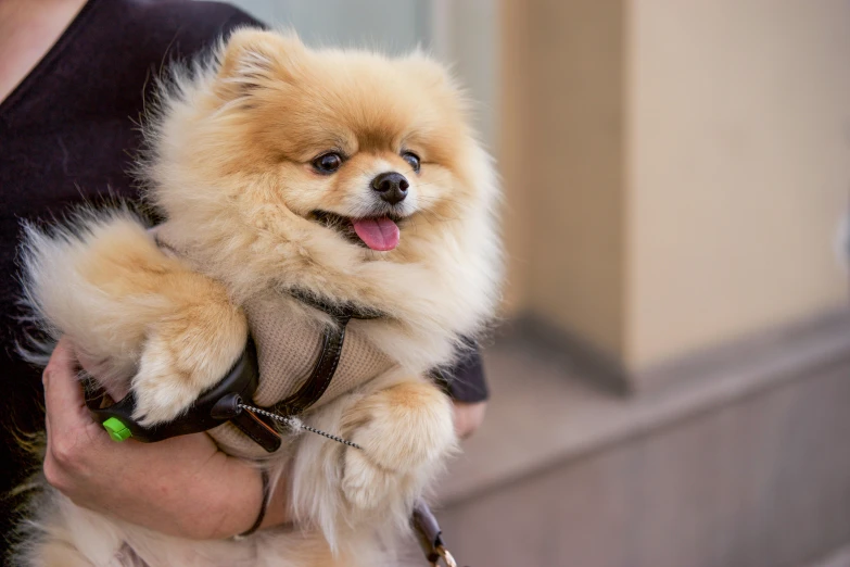 small dog with a net in his mouth being held by someone