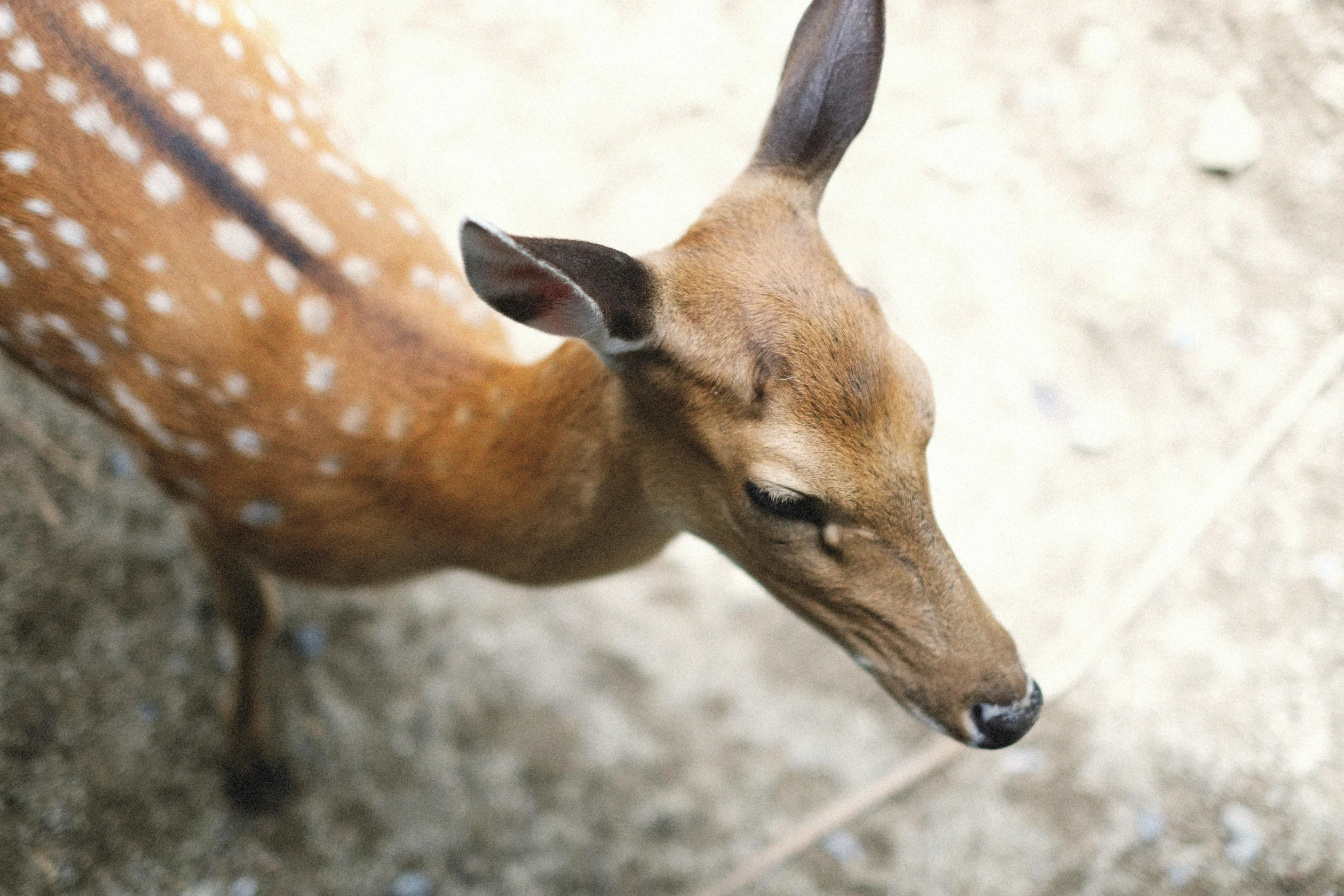 an image of a deer that is looking up