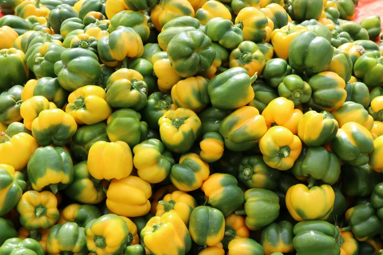 the yellow and green peppers are ready to be sold