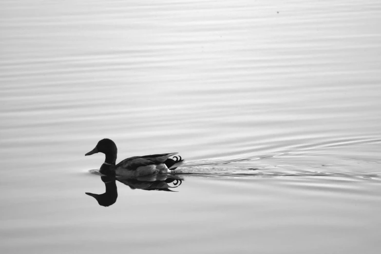 a duck that is swimming in some water