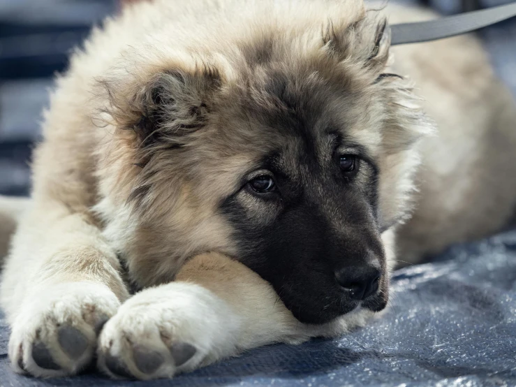 a puppy sitting on the ground with its head turned