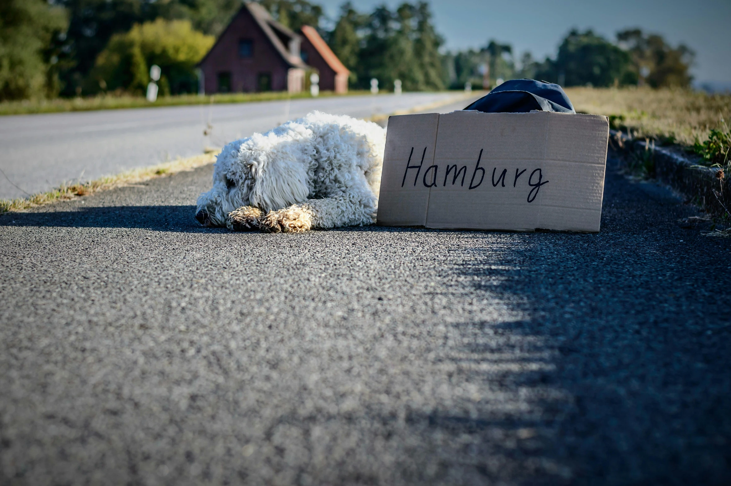 a white dog laying next to a sign with the word hamburg