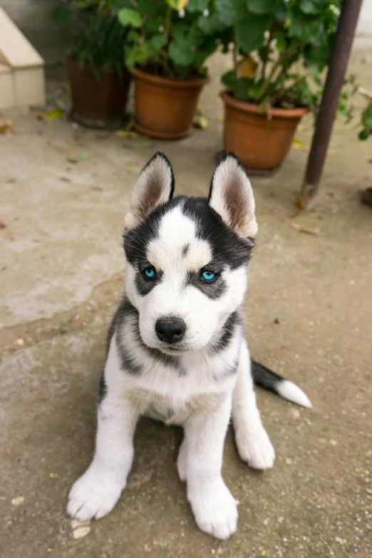 a little black and white dog with blue eyes