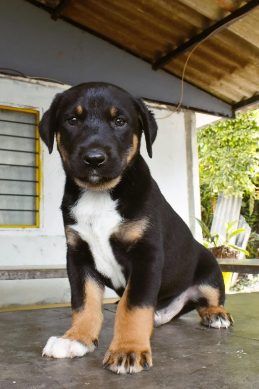 a little black and brown dog sitting on the ground