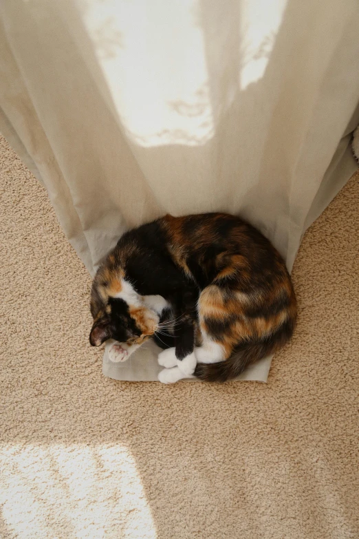 a cat sleeping in a bag underneath a curtain