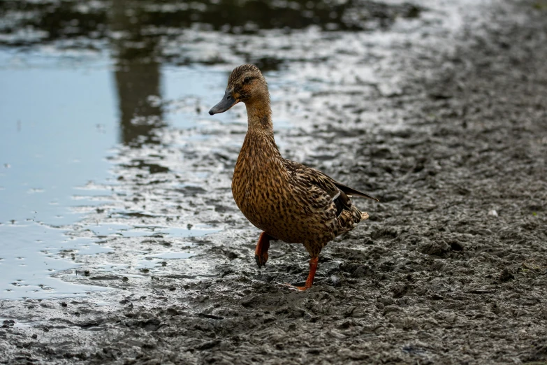 the duck is standing in the shallow water