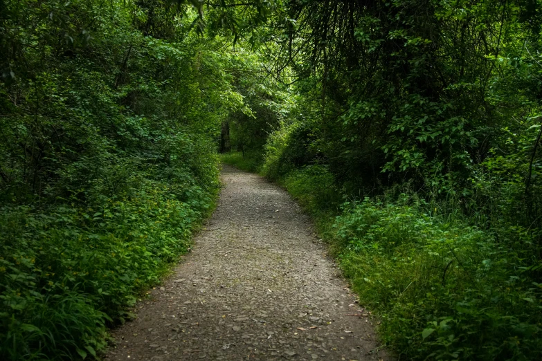 a path through a forest covered in lots of vegetation