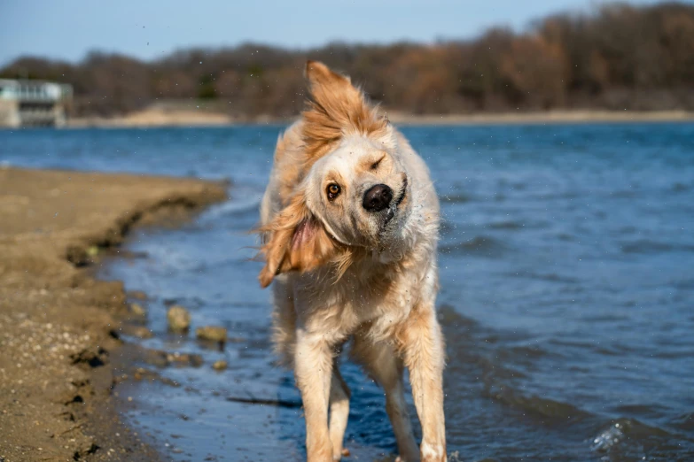 the dog is standing near the water looking up