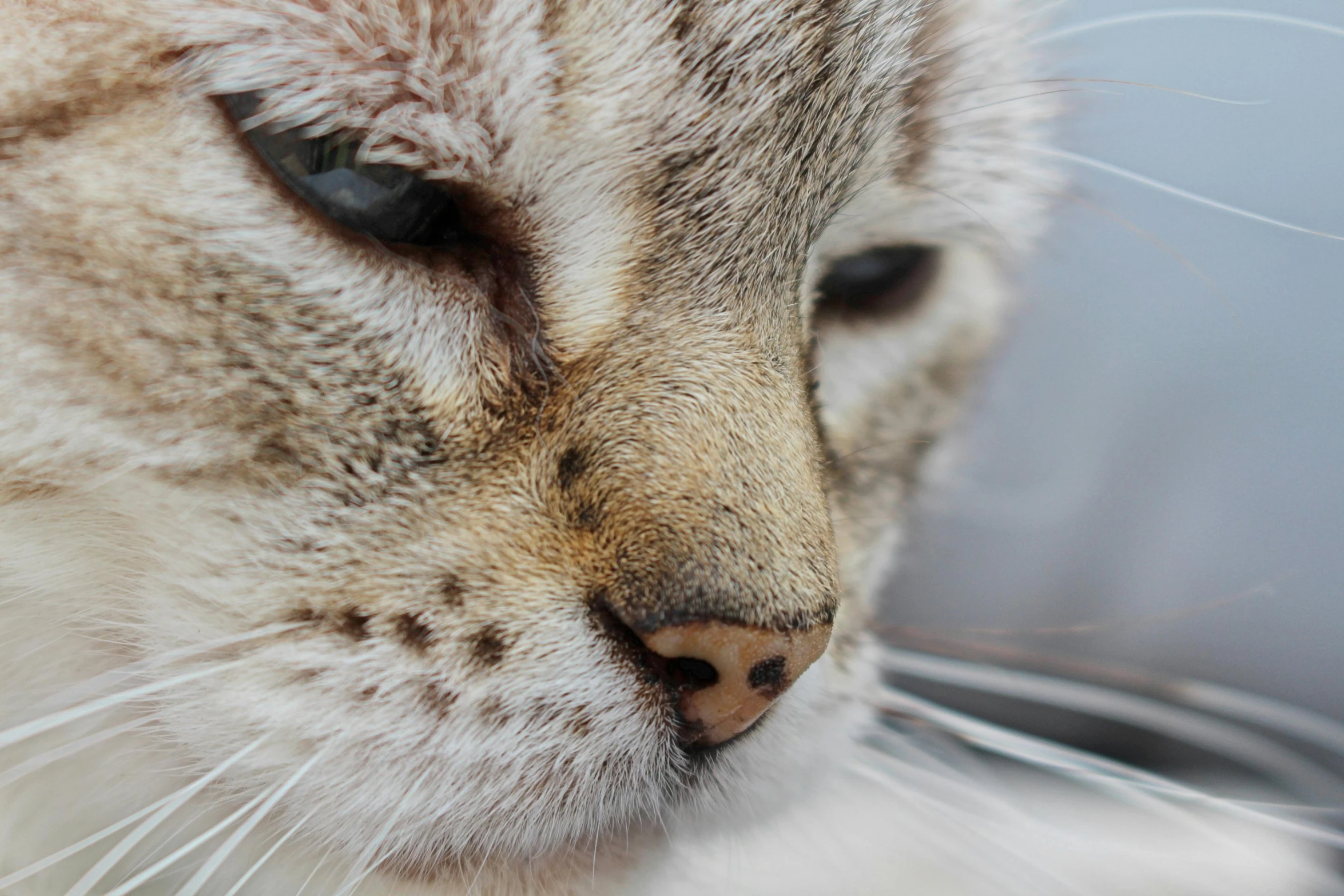 a cat with black eyes is resting its head on the table