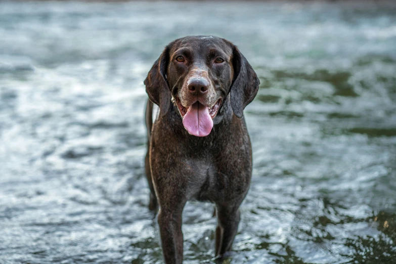 a dog is standing in a pond and looks at the camera