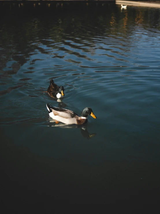 two ducks swim side by side in the water