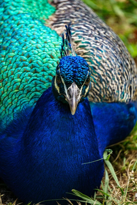 two green and blue feathers on the ground