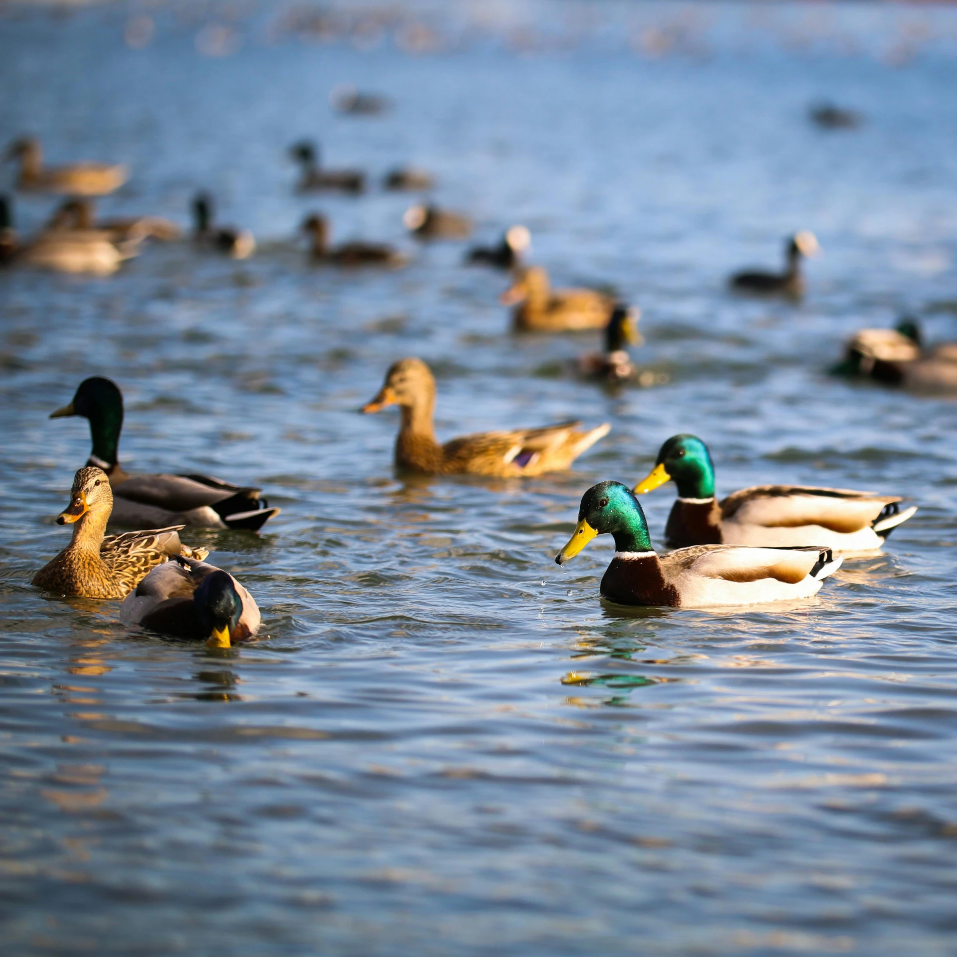 a group of ducks that are in the water