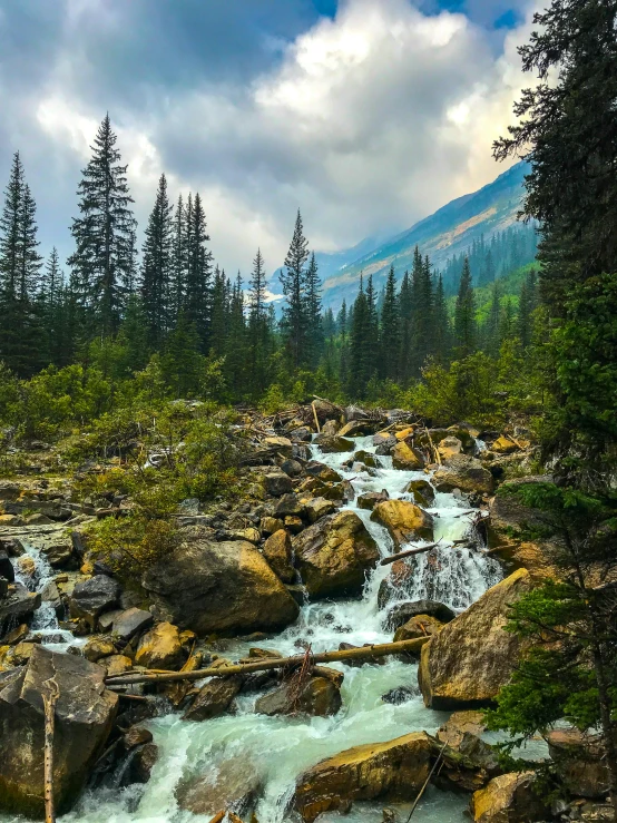 there is a mountain stream running through the forest