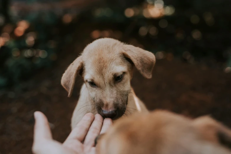 a person holding a dog's hand out towards the camera