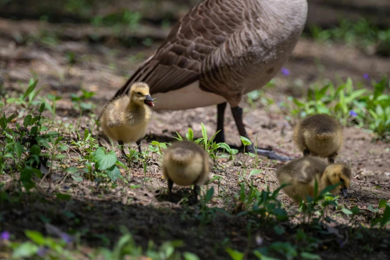 several little birds are standing near the baby one