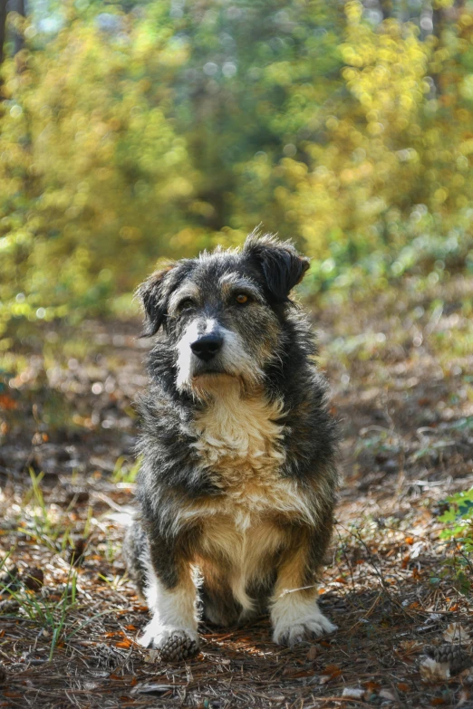 a dog that is sitting in the dirt