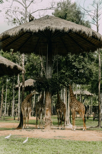giraffes eating in the shade on grass under an umbrella