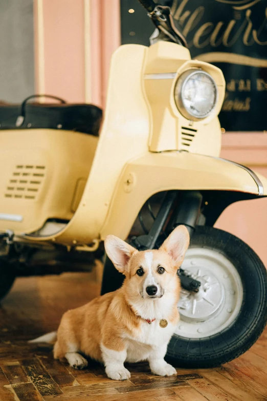 a dog sitting next to a yellow scooter