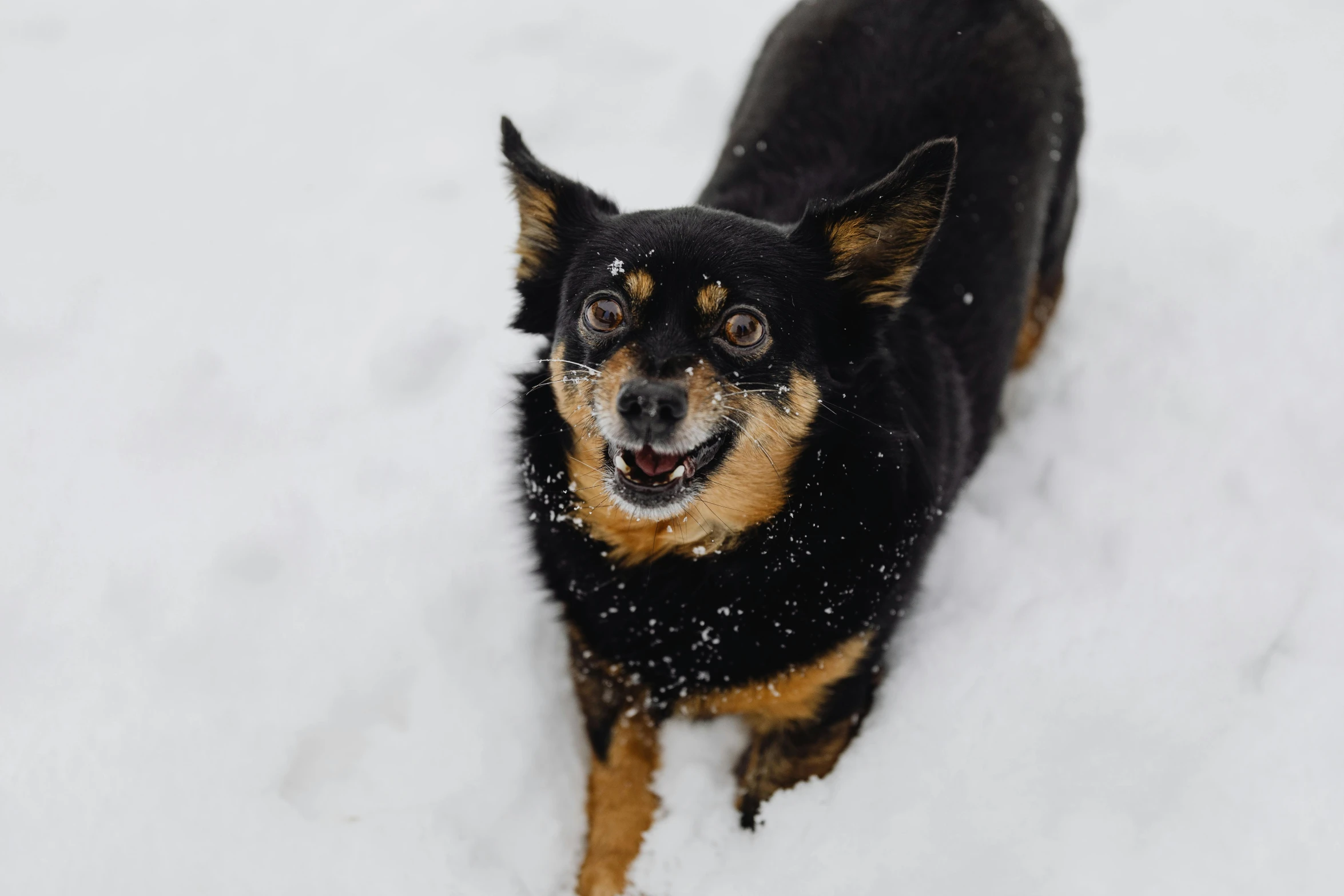 a brown black and white dog in the snow