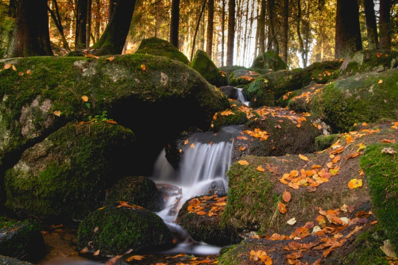 a stream running through the middle of a lush forest