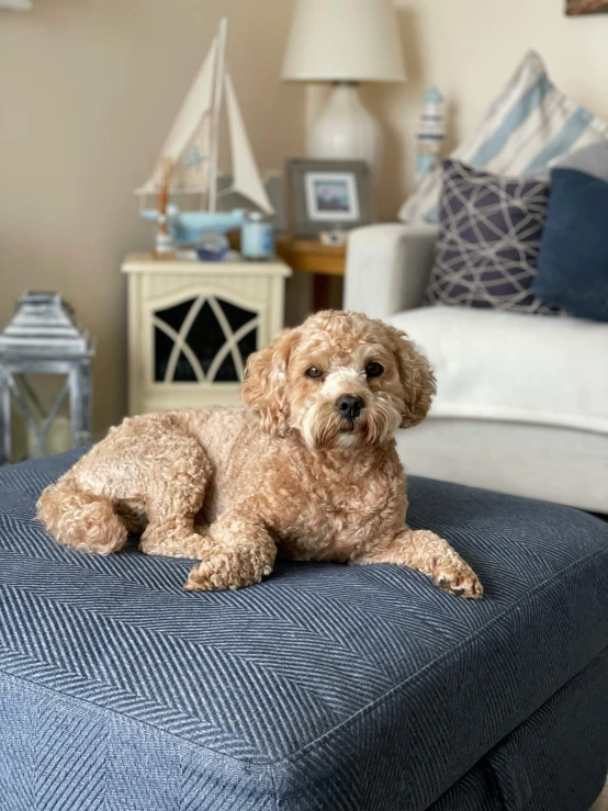 a cute brown dog sitting on top of a blue couch