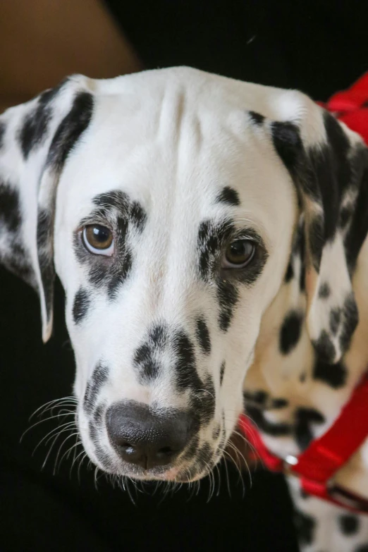a dalmatian dog looks into the camera
