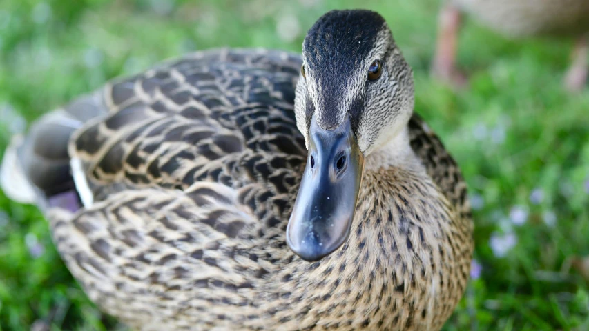 a close up of a duck on some grass