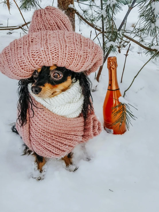 a small dog wearing a pink hat and scarf next to a bottle in the snow