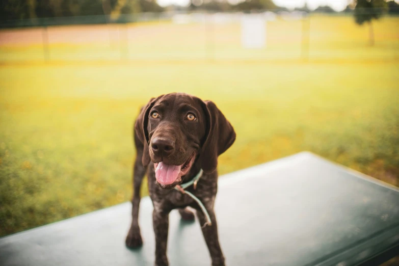 a brown dog standing on top of a bench